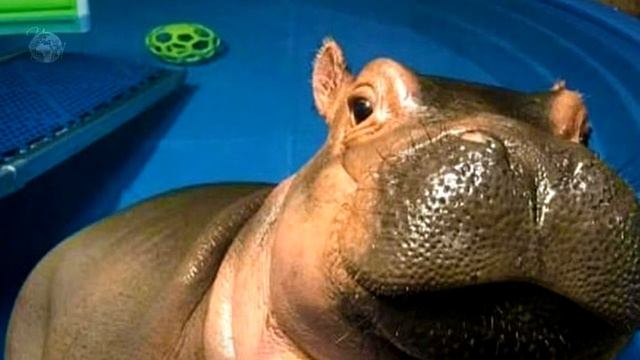 РУЧНОЙ ДОМАШНИЙ БЕГЕМОТ. Фиона. Истории из жизни. Интересное