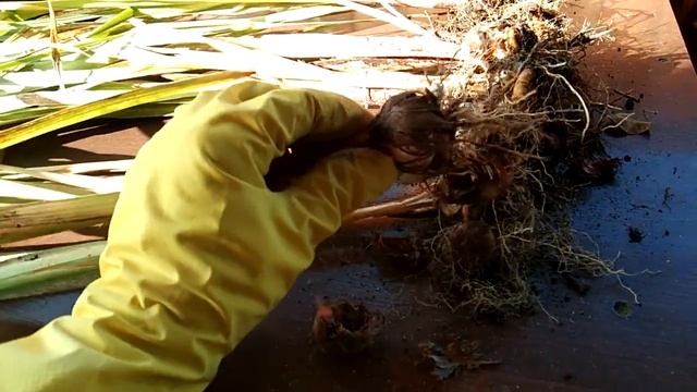 Так ли важен размер луковиц Гладиолусов! Зачем хранить гладиолусы до весны-готовлю к посадке в зиму