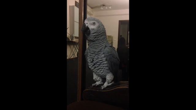 Говорящая собачка Жако