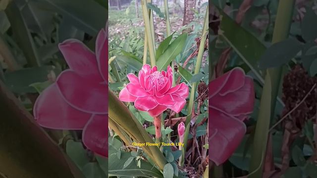 Flower #ginger Flower #tourch Lilly #beauty #beautiful #love #nature