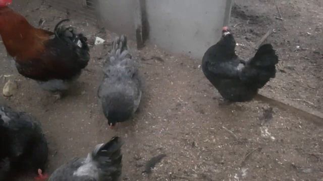 Куры породы Маран( Маранс) весенняя зима))2020