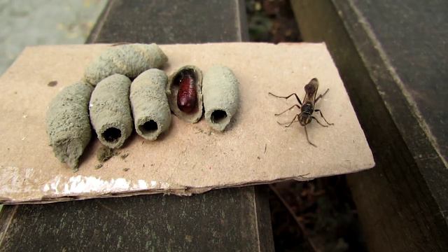 Оса Sceliphron Curvatum