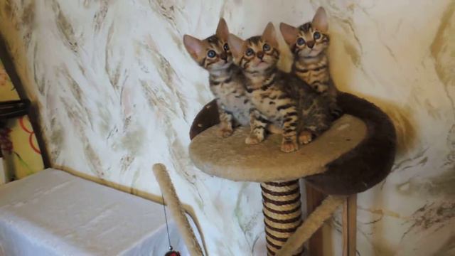 A905bfa53c5d56c7768e76772617ab76