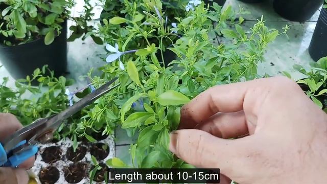 How to Propagate Plumbago from cutting