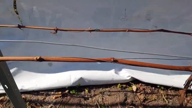 ОТКРЫВАТЬ или НЕ ОТКРЫВАТЬ ВИНОГРАД? ТопСад