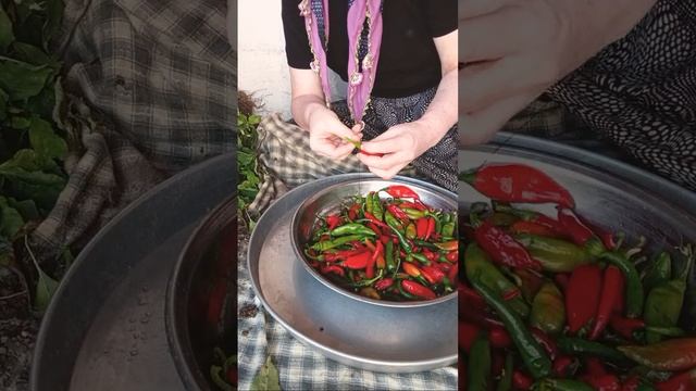 #canlıyayın  Toplanın Kızlar Acı Biberleri Kurutma Zamanı Geldi Napalım Bizde Kurutalım O Zaman