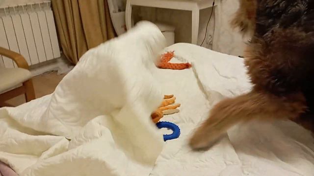 мои смешные собаки