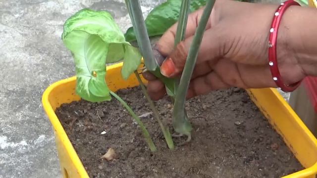 How To Grow Syngonium Plant By Cutting || Easy To Grow Syngonium Or Arrowhead Plant By Cutting