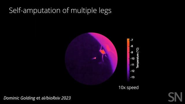 These Snow Flies Amputate Their Freezing Limbs | Science News
