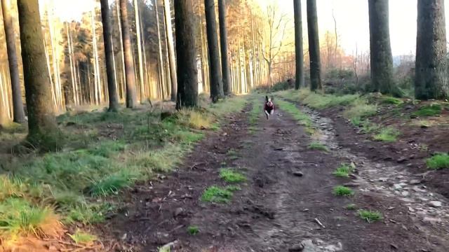 Прогулка в лесу | с собакой | Бостон Терьер | Boston Terrier