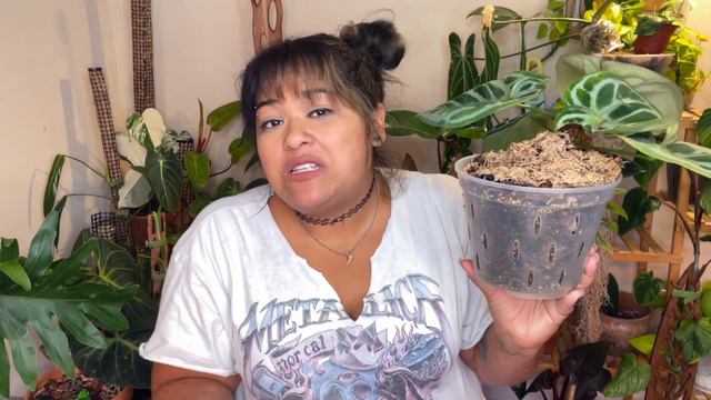 Anthurium Collection 2022 + Anthurium Care Tips