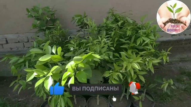 ISHONARLI SITRUS KUCHATLAR SOTUVDA LIMON.APILSIN.MANDARIN.KUMKUVAT.KIVI.MUTAXASSIS MASLAXATLARI.