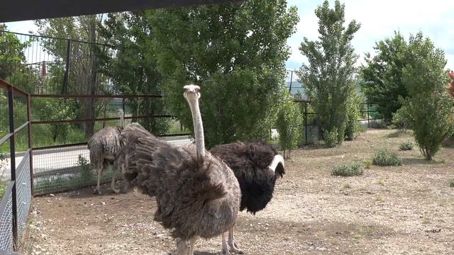 Длинноногие птицы Тайгана -симпатичные страусы!