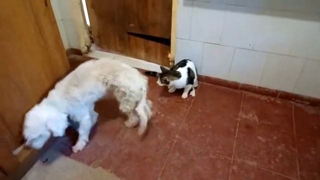 Tall White Griffon & Cat
