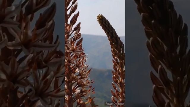 Эремурусы. Агалык, Самарканд