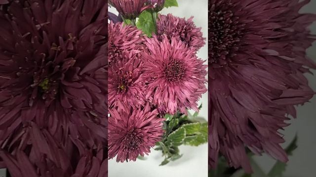 Корейские хризантемы Гвоздика  #хризантема #цветы #chrysanthemumflower #черенкихризантемы