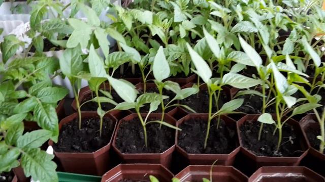 29 марта 2015 Рассада и снег