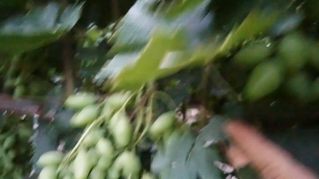 КАЗАНОВА, КУМИР, ВК49 И АНЖЕЛИКА! ???ТЕЛ. +79054033245,WhatsApp и Viber+79528500417.