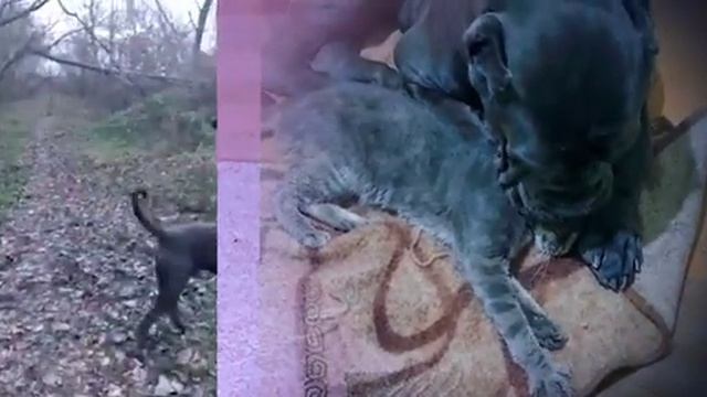 кане корсо 2 года содержание