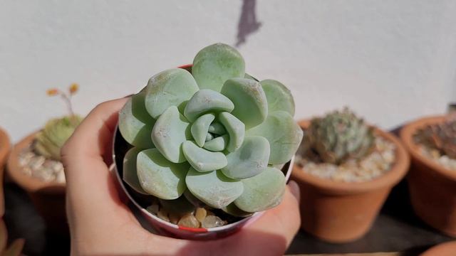 Suculentas Que Estão Coloridas Por Aqui 😍