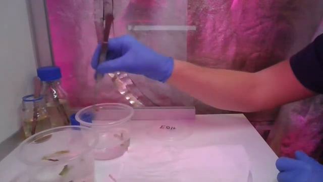 Robimy Syngonium Confetti W IN VITRO Na żywo !!!! (będzie Niespodzianka)