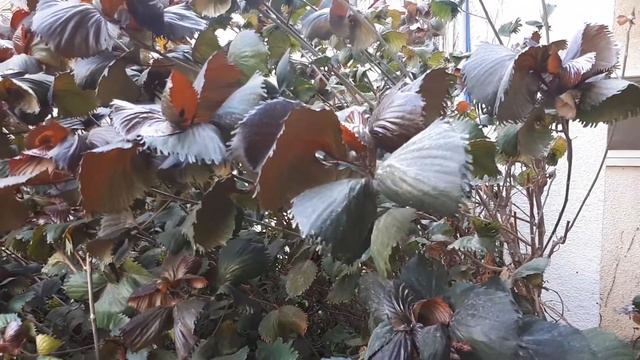 אקליפה מגוונת - גידול צמח - אורגניקו