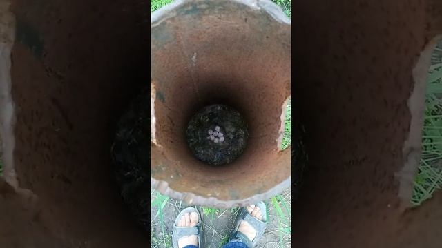 новая кладка яиц синицы все в той же трубе :) вторая за сезон 5 июня 2021