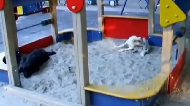Собаки на детской площадке. Осторожно!