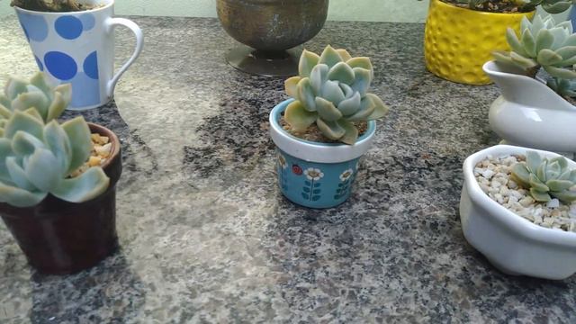 Coleção De Suculentas: Echeveria Elegans Rose | White Mexican Rose