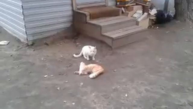 кот считает что невидим пока не двигается