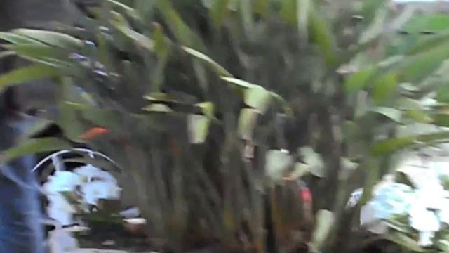 Aston Again At Cafe De Paris Monaco