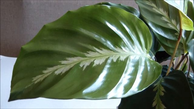 Калатея Луизы (Calathea Louisae) купить