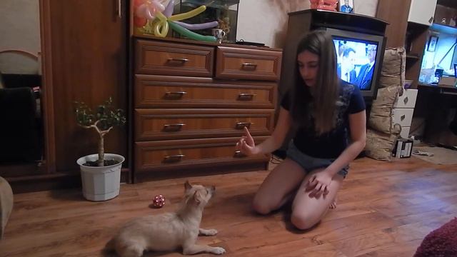 Ума, выполнение команд