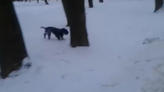 Русский спаниель Тим ищет шишку в снегу