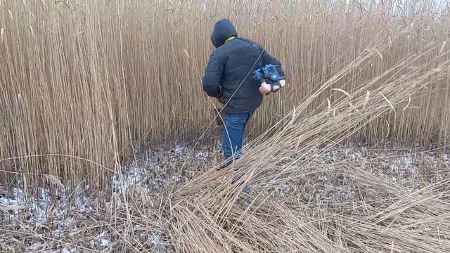 Покос камыша.