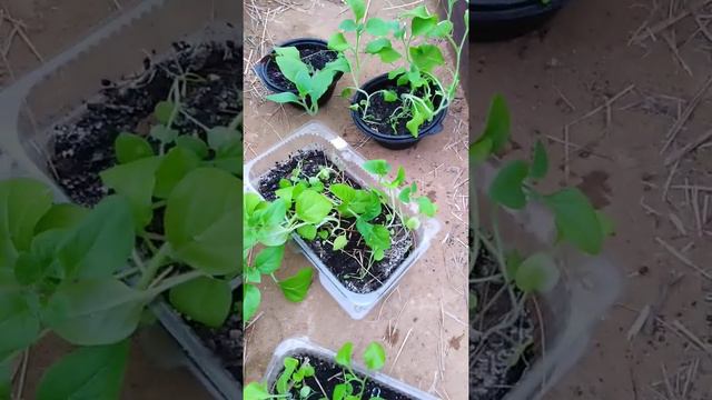 D902437bafa96e90ad5a84701eb074ca