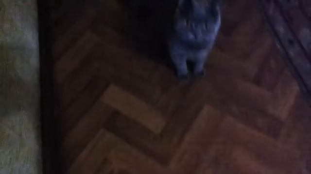 Как Шейх просится выйти, фото с Шейхом