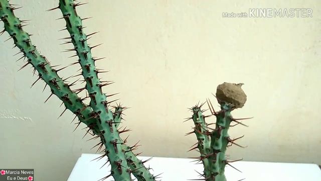 17df20bddf9ca23dfc58287defe8d522