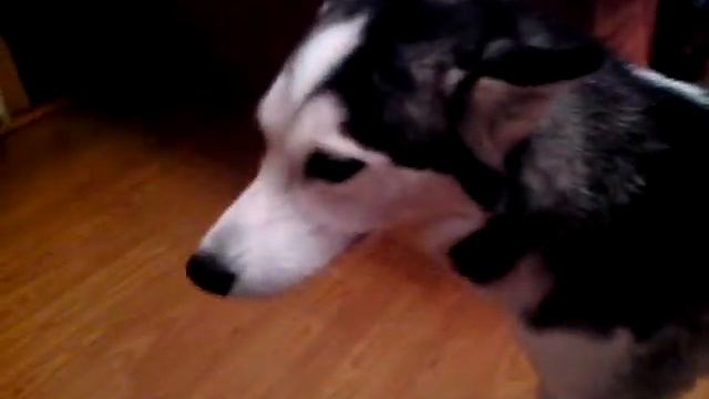 собака породы лайка