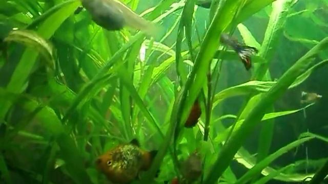 Новая сладкая парочка