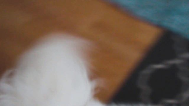 ЗАВЕЛА БЕЛОГО МЕДВЕДЯ | MARSHELLA