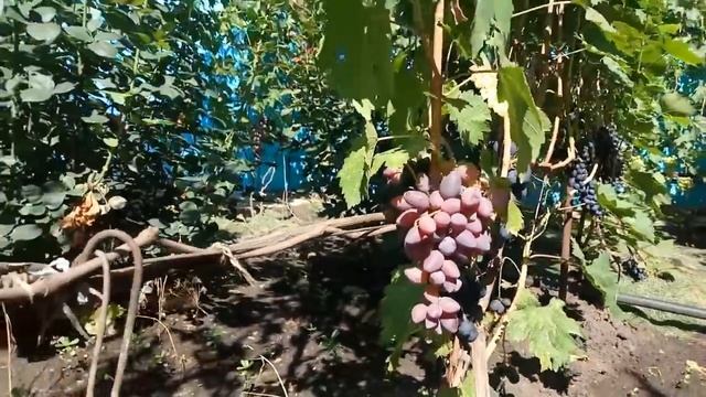 !!Приглашаю на осмотр винограда.