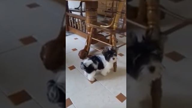 Мальчик мини бивер в продаже!