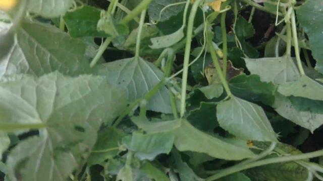 Первая малина и огурцы .