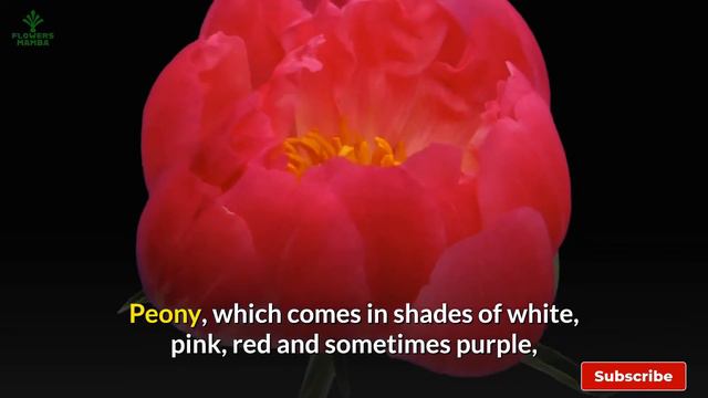 50ab1fac425219263729616552d6f9a8