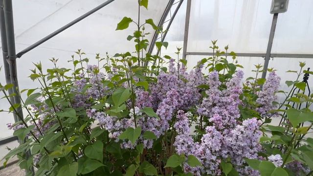 Butterfly House Tour April 2023