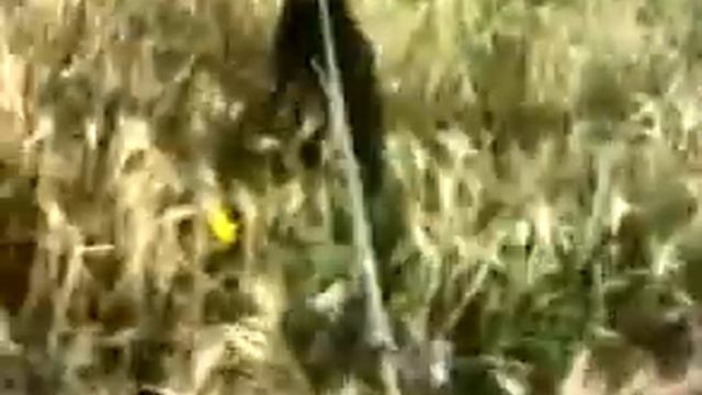 Натаска 9 мсячного дратхаара Бренды 4