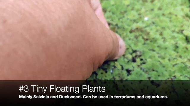 6 No Maintenance Water Plants | Gardening 101