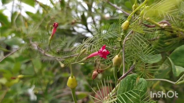 जून जुलाई अगस्त के बरसात के लिये खास पौधा || Best Plants For Monsoon