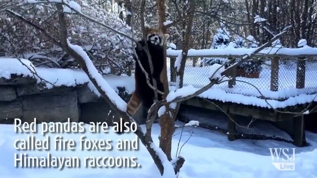 Red Pandas Play In The Snow